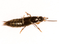 Philonthus quisquiliarius
